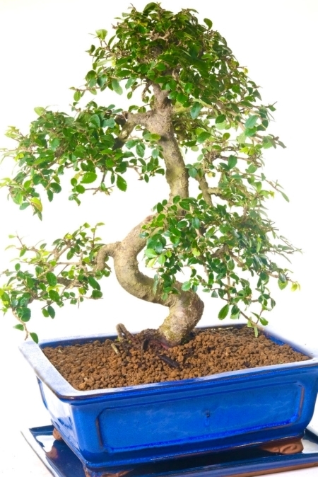 This is not a huge bonsai.. it is an amazing bonsai tree!!