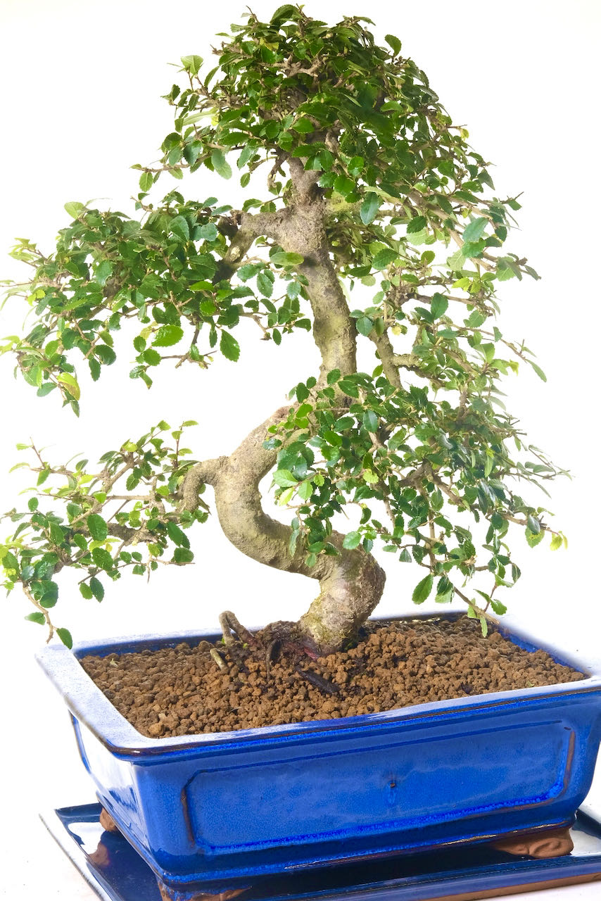 This is not a huge bonsai.. it is an amazing bonsai tree!!