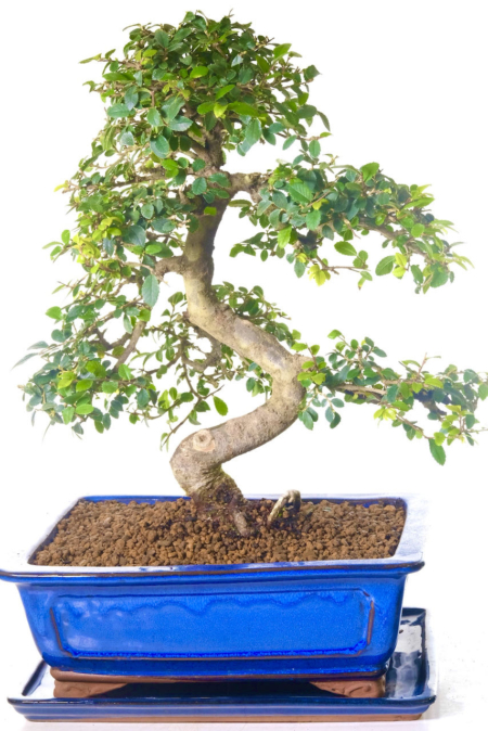 Phenomenal Chinese Elm Indoor Bonsai Tree | Elegant & Prestige