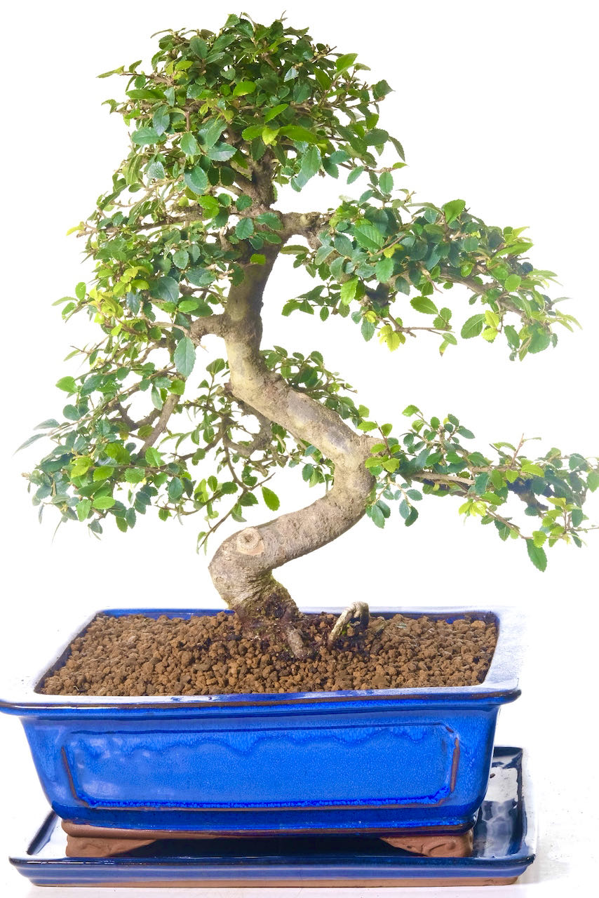 Phenomenal Chinese Elm Indoor Bonsai Tree | Elegant & Prestige
