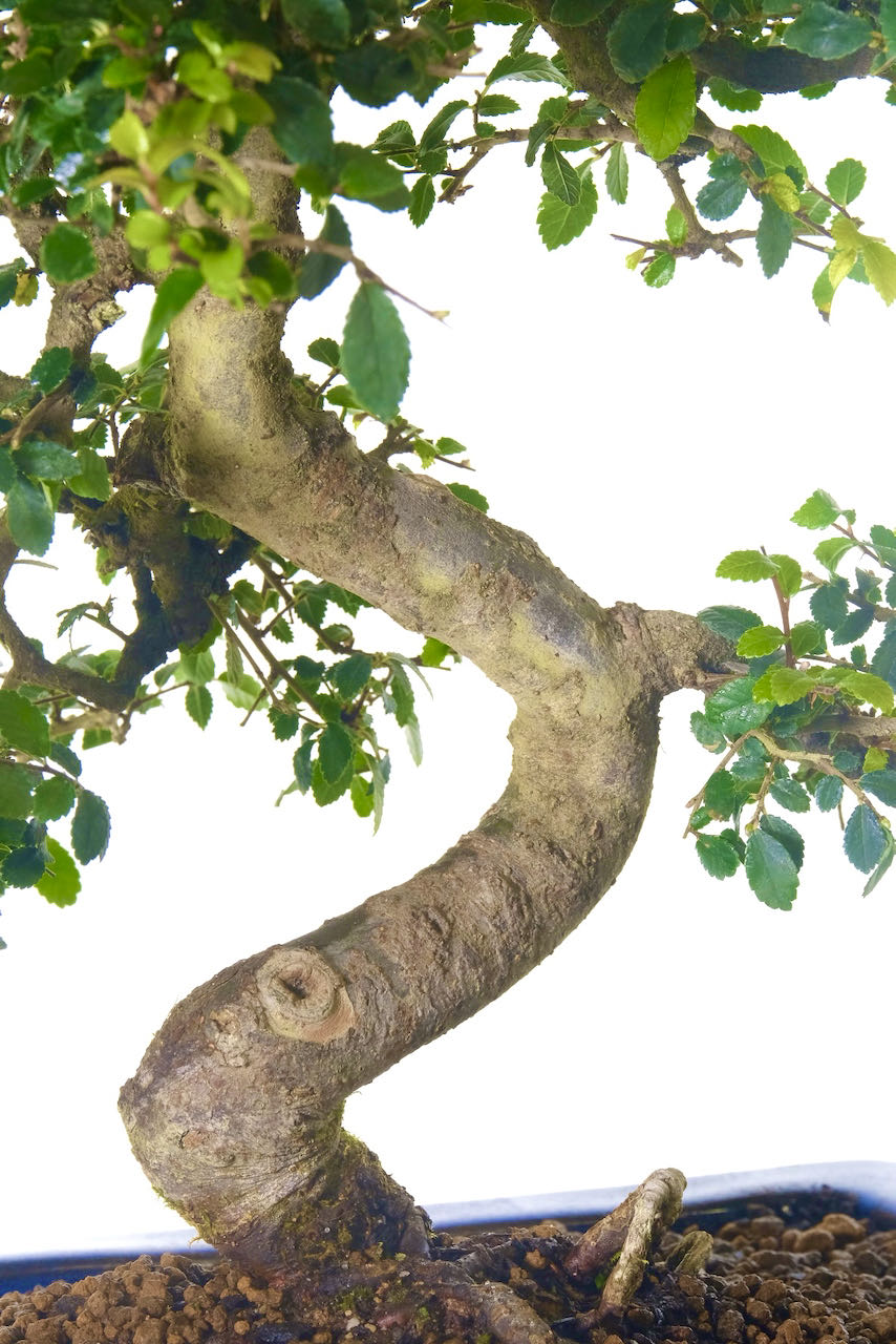 Take a look at the outstanding trunk twists of this Chinese Elm bonsai tree