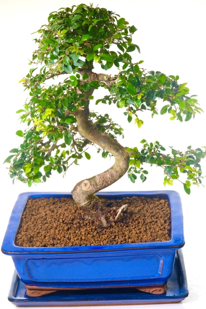 Timeless Elegance: 20-Year-Old Premium Chinese Elm Bonsai Masterpiece.