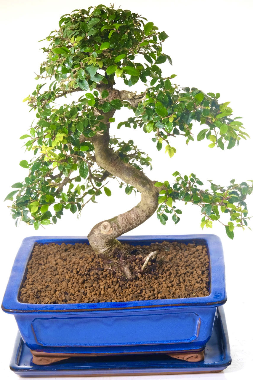 Timeless Elegance: 20-Year-Old Premium Chinese Elm Bonsai Masterpiece.