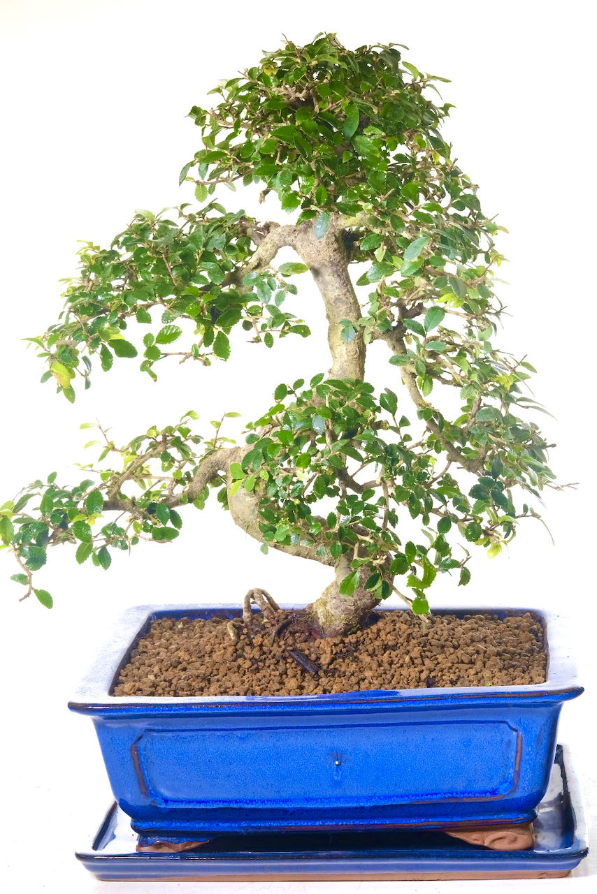 Phenomenal 20-Year-Old Premium Chinese Elm Bonsai Tree