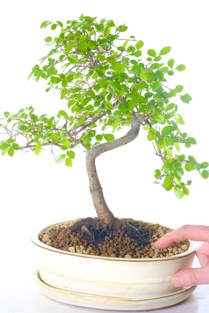 Indoor bonsai tree for sale in UK