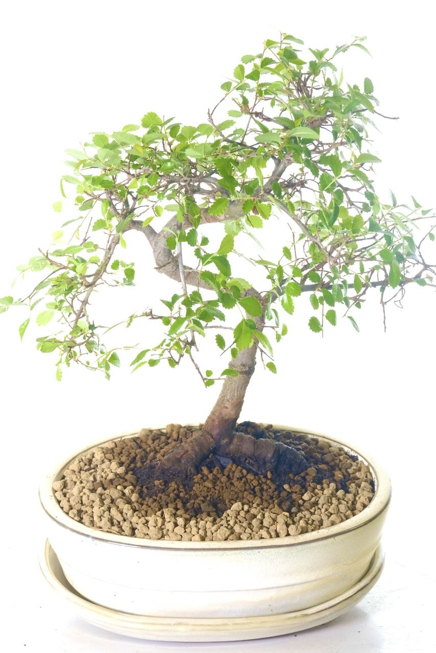 Individually photographed twisty Chinese Elm bonsai
