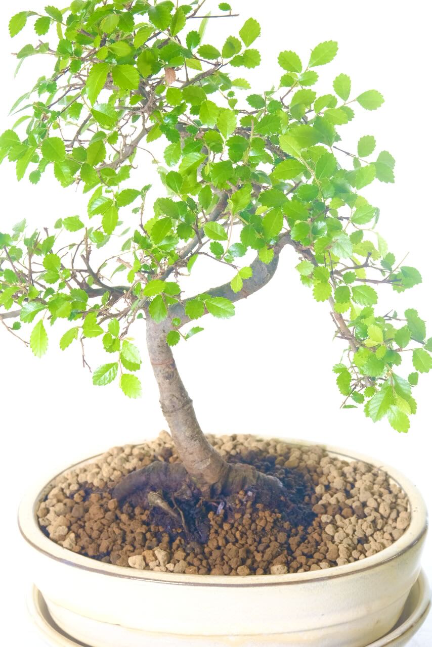 A perfect environmentally friendly gift to suit anyone for any occasion.