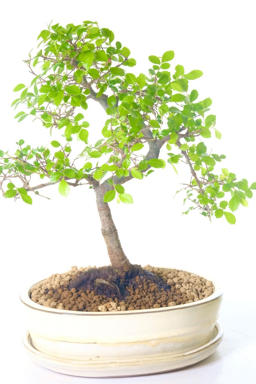 Stunning 12 year old bonsai tree with exposed root