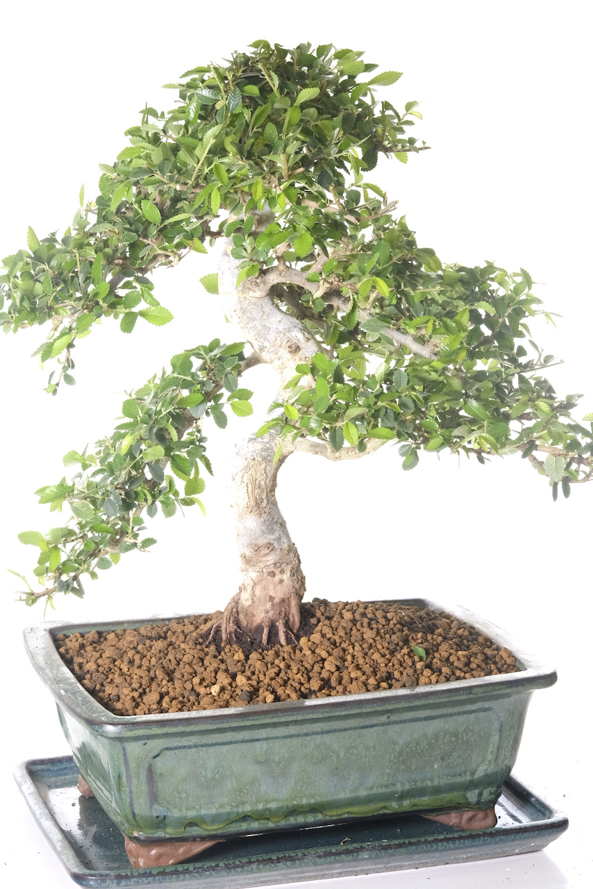 Impressive, commanding bonsai that demands attention
