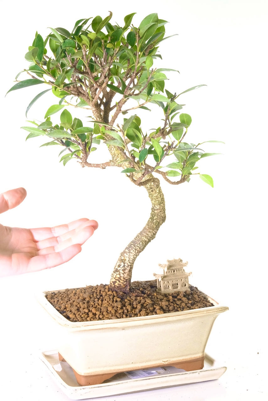 Free fast delivery of this Ficus Banyan bonsai tree for sale in cream pot