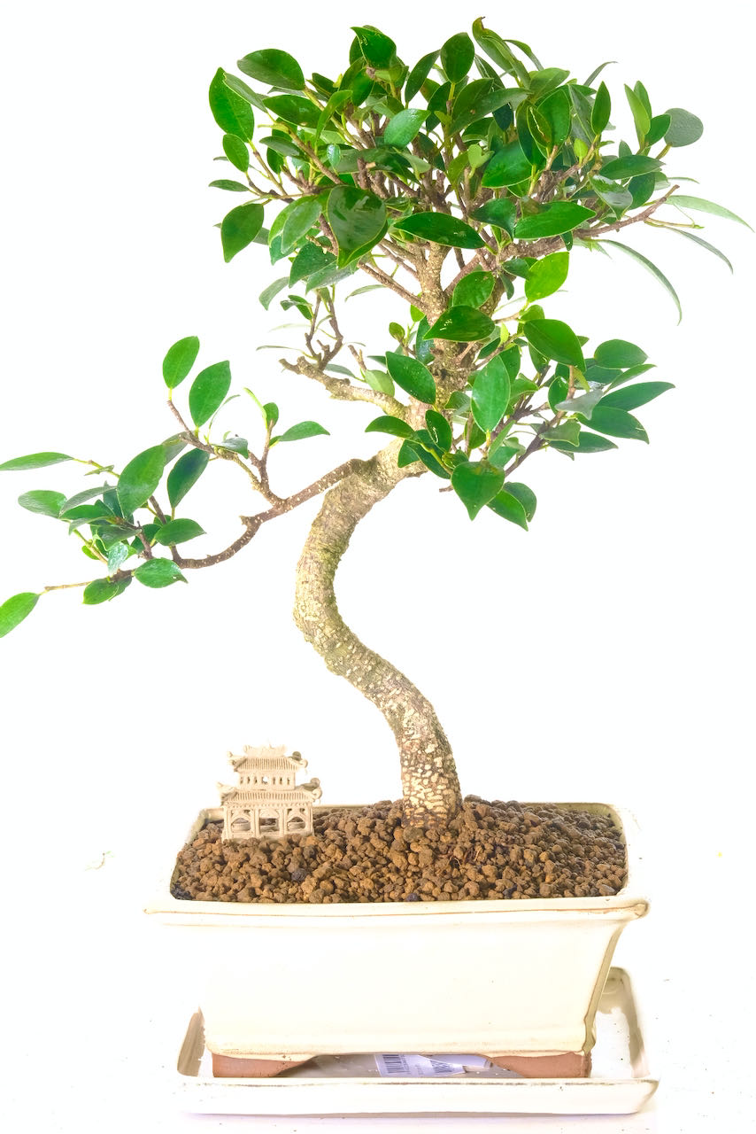 Gorgeous 15-Year-Old Ficus Bonsai: A Banyan Beauty for Indoors
