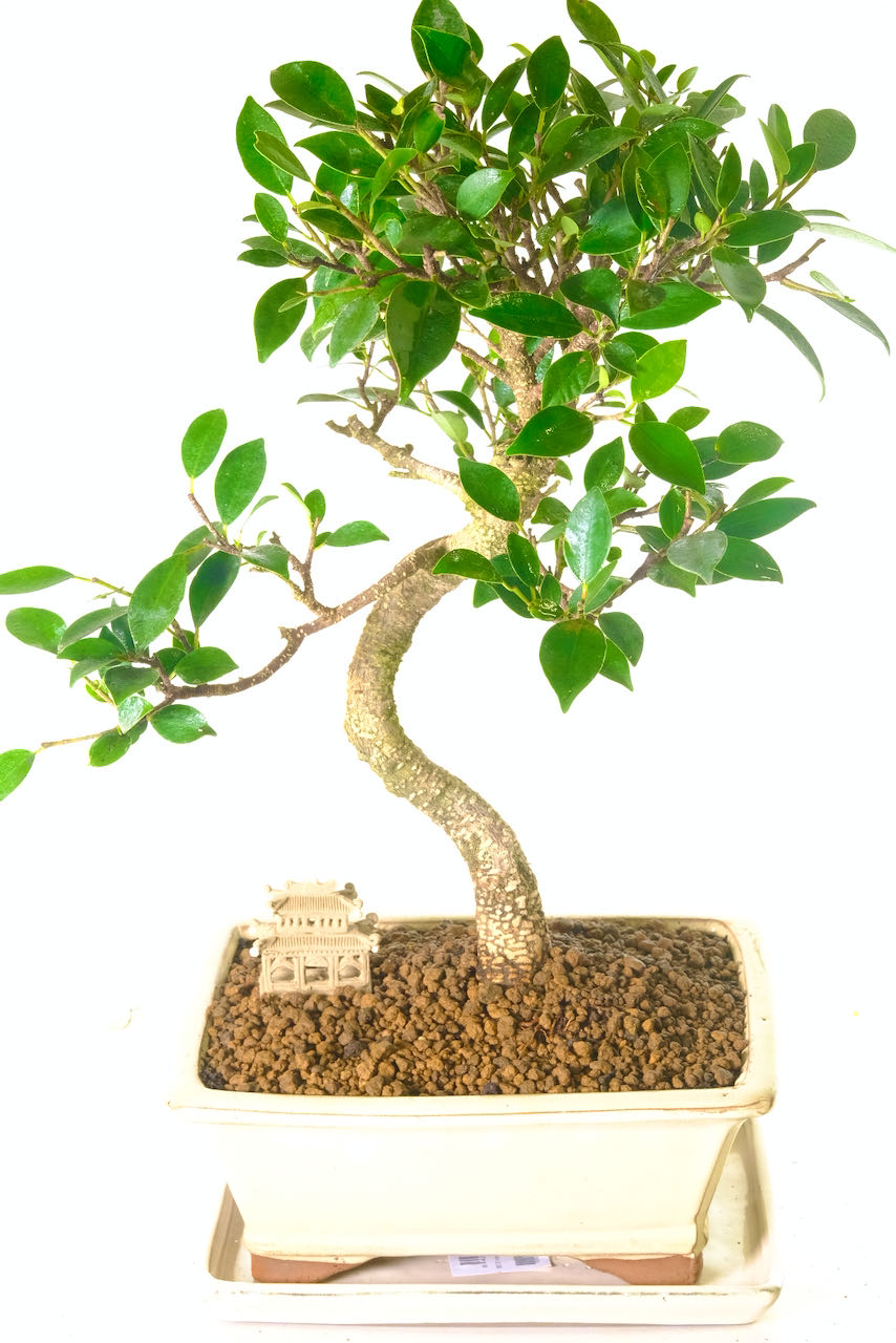 15 Year Old Indoor Ficus Bonsai Tree- Boasting character and strong appeal.