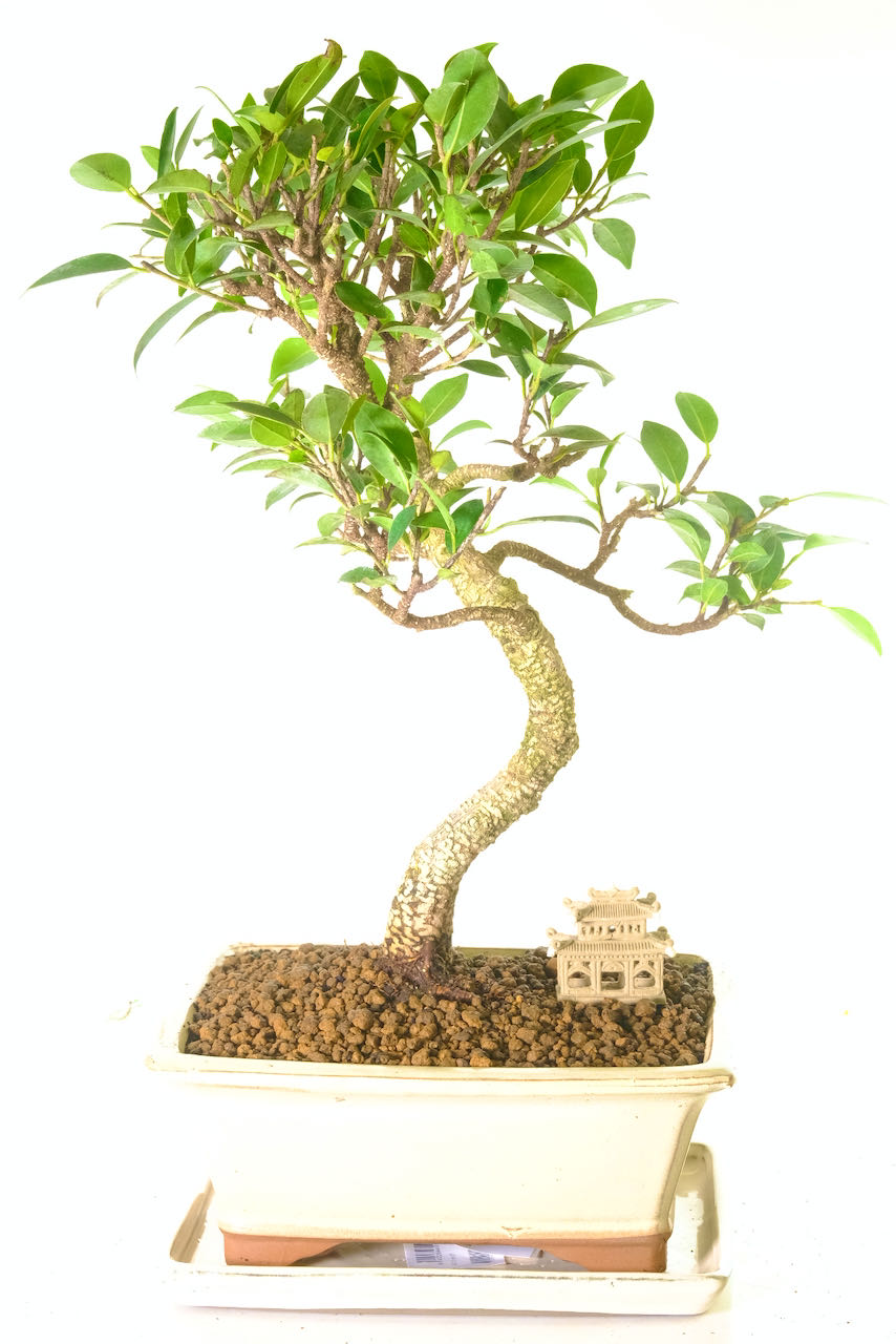 15-Year Ficus Retusa Bonsai: A Powerful Character Banyan bonsai with a serpentine trunk, lush green leaves, and silver bark striations. Symbolises health, fertility, and love. Perfect for beginners and unique gifts. Oozes Artistic Flair & Beauty.