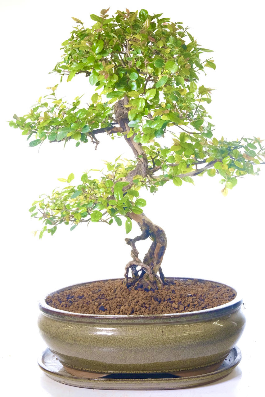 Big Sageretia bonsai for indoors UK