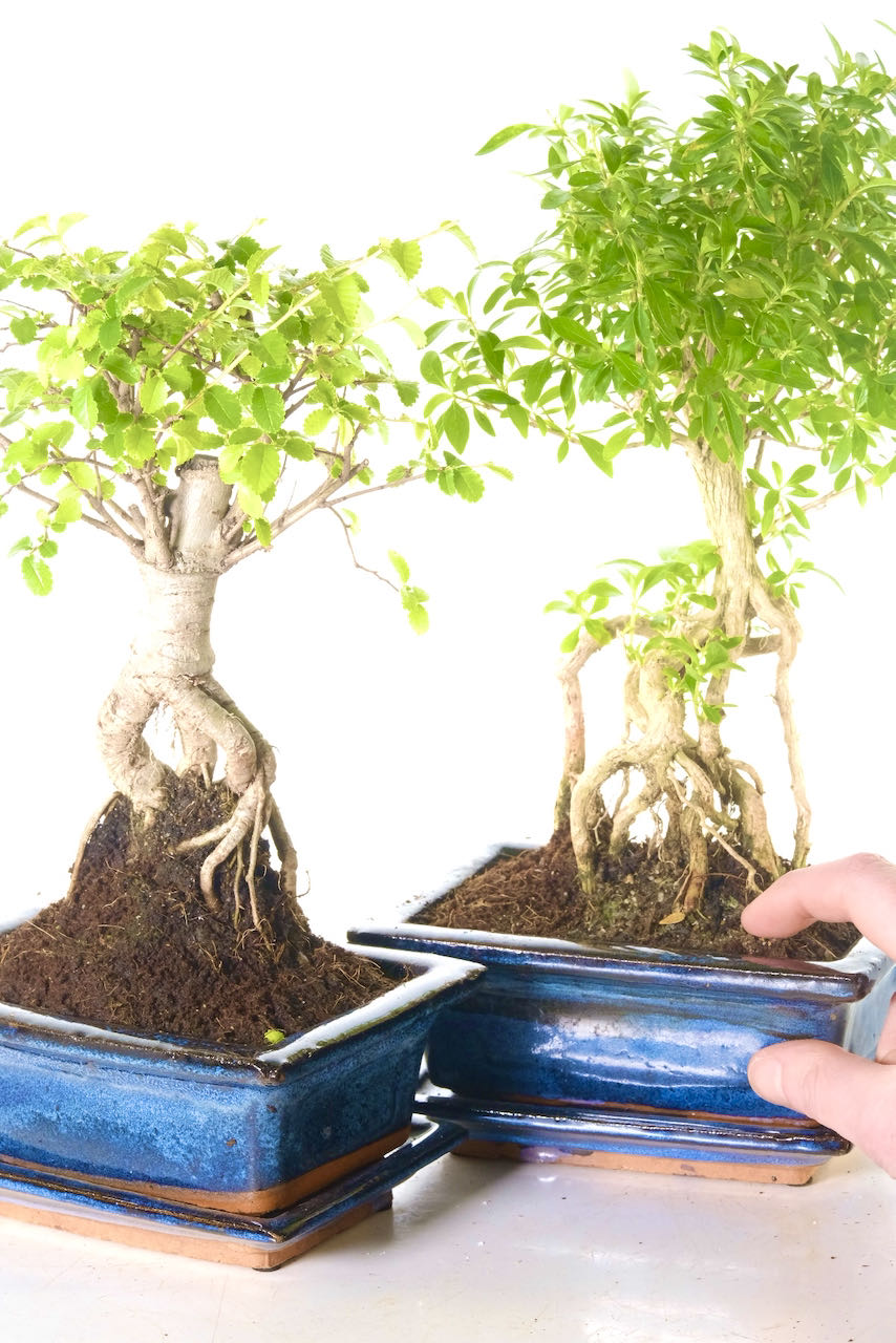 Comes potted in navy blue ceramic pots with matching drip trays and FREE UK delivery