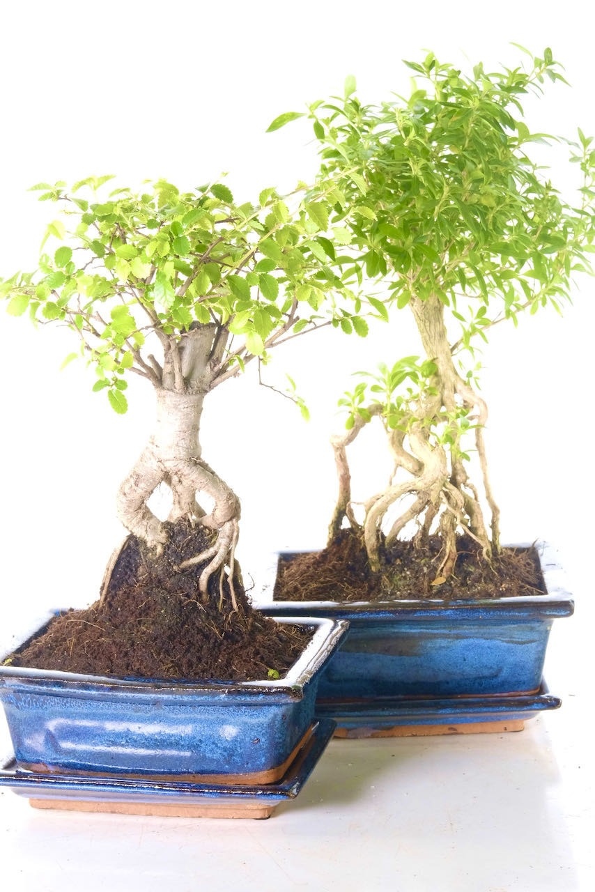 Broom-style Chinese Elm and flowering Tree of a Thousand Stars bonsai tree twin pack for sale UK