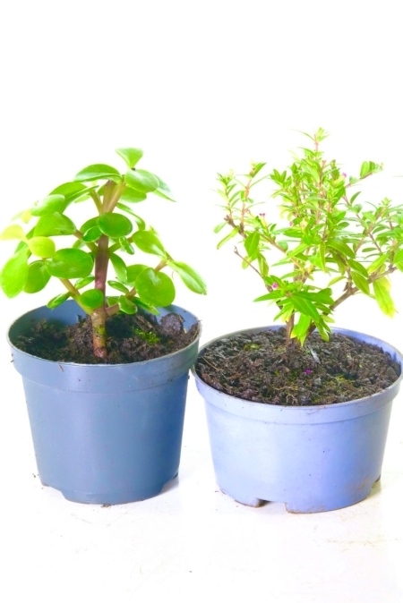 Twin Indoor bonsai seedlings for sale in plastic flower pots