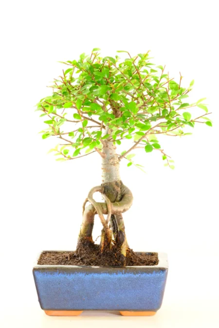 Broom-Style Chinese Elm Bonsai Tree With Exposed Roots