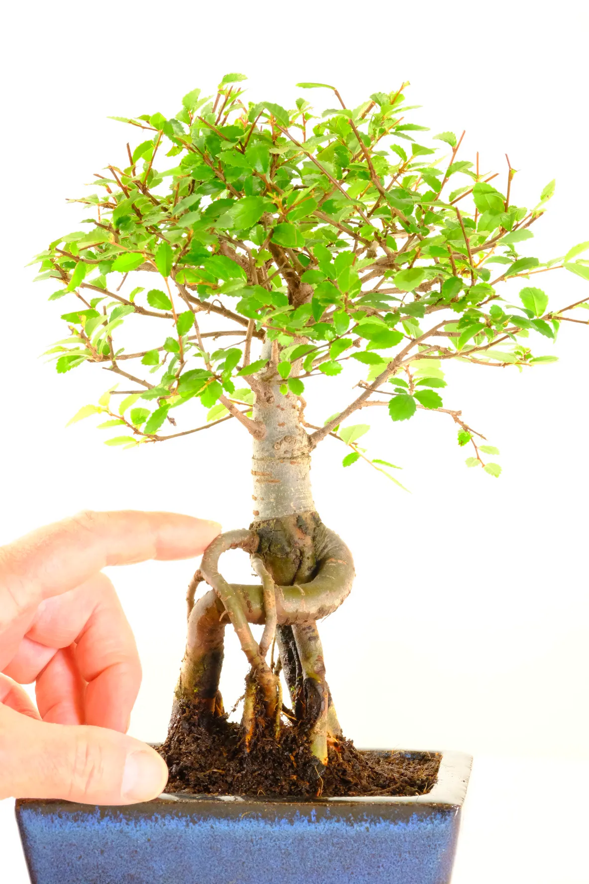 Incredible little bonsai trees with great character