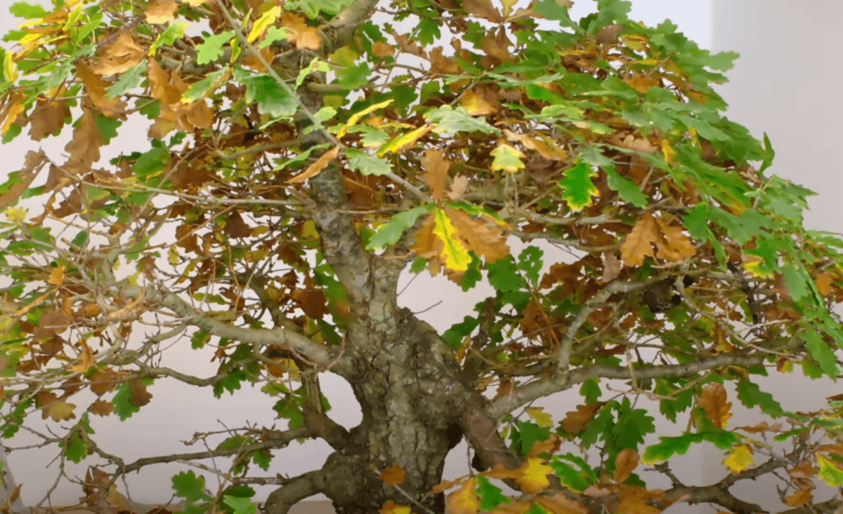 Huge English Oak - Quercus robur bonsai tree