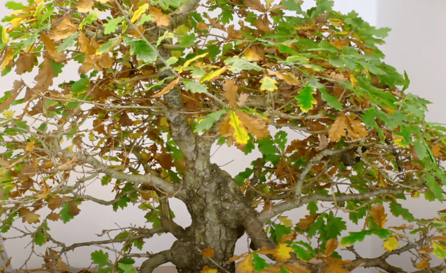 English Oak Bonsai Tree | Watch Lloyd Pruning this 60yr Specimen