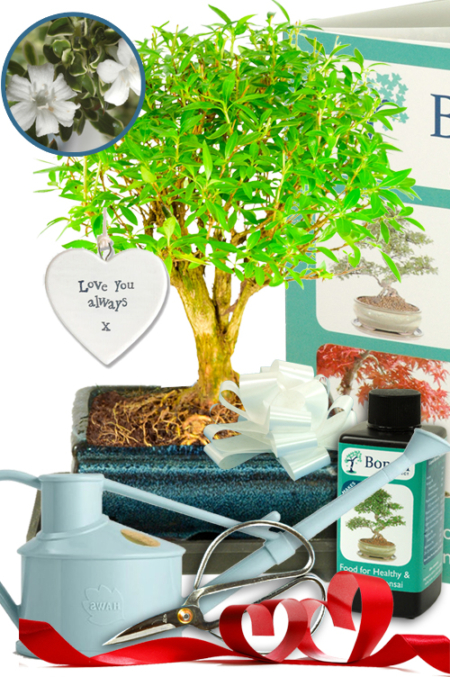 Romantic Gifts | Flowering Tree of a Thousand Stars Bonsai - Comprehensive Kit!