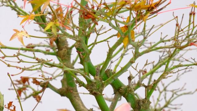 Beautiful Japanese Maple bonsai structure