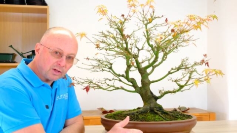 Pruning Japanese maple bonsai tree