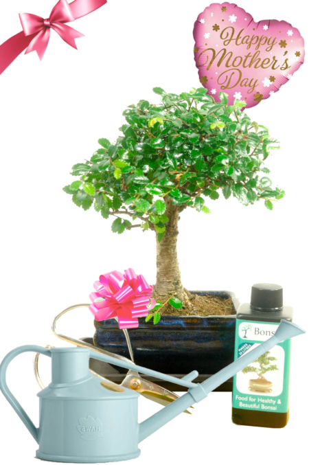 Special Mum Gift | Adorable Baby Bonsai Mother's Day Gift with Accessories