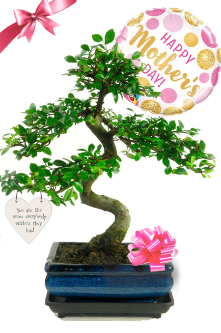 Twisty Mother's Day Bonsai Gift - Chinese Elm Beginners Bonsai