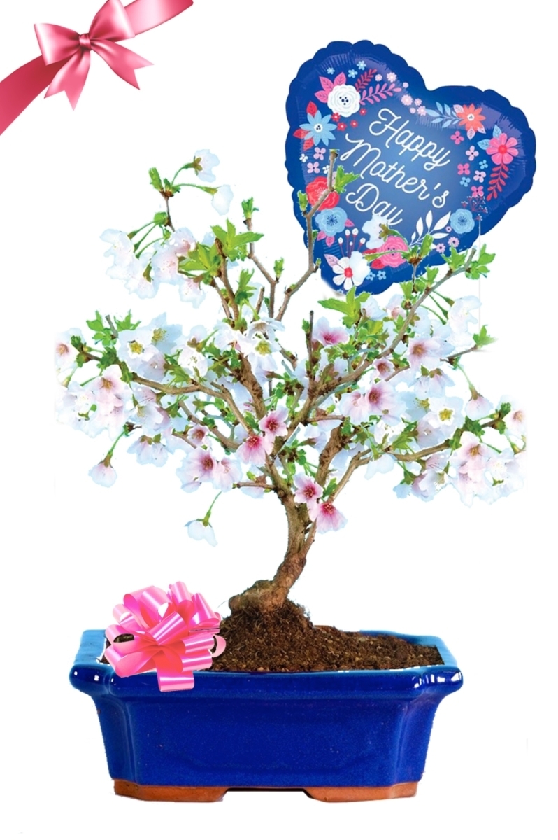 Perfect Mother's Day Gift - Flowering Cherry Blossom Bonsai with Floral Balloon