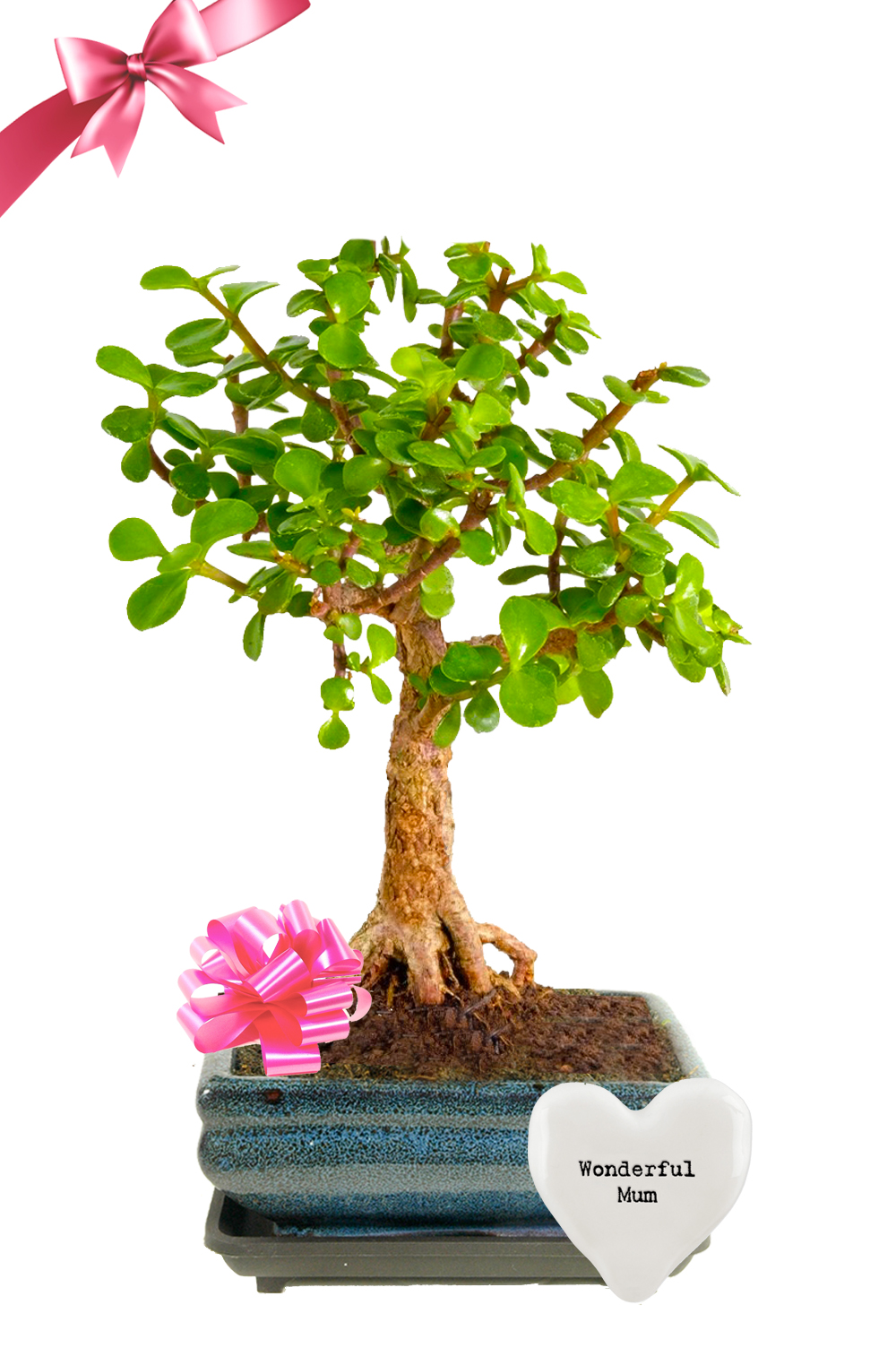 Show Your Mum How Wonderful She Is - Jade Bonsai Tree Gift | Minimal Watering!