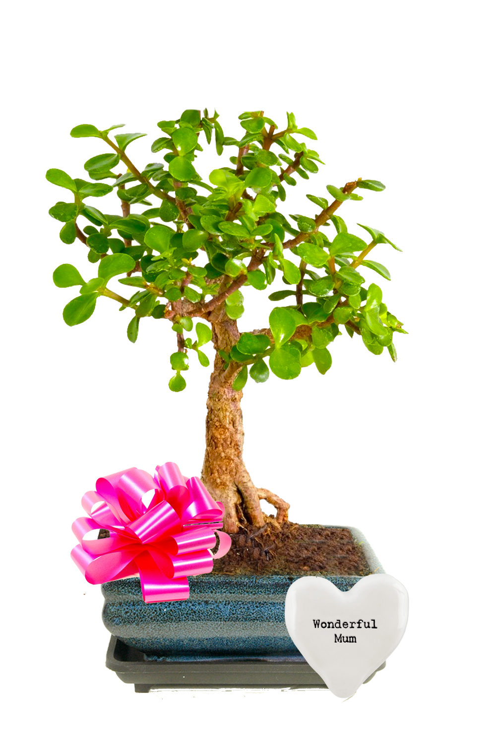 Money Plant Bonsai Gift - Mothers day Special