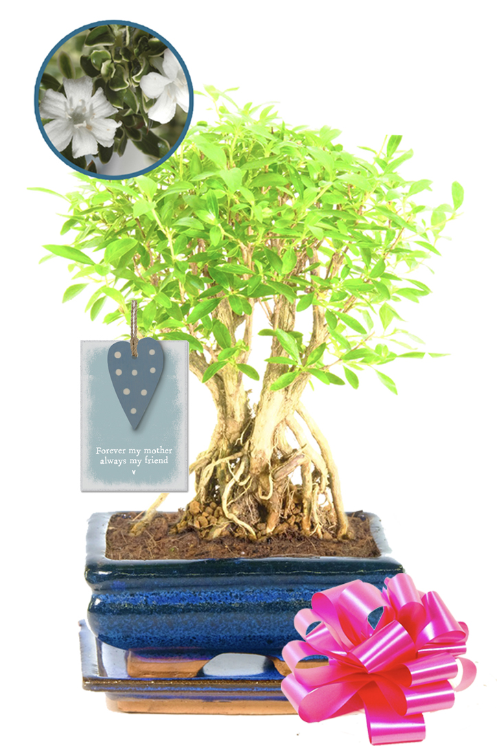 Flowering Serissa Indoor bonsai tree gift for an amazing mum