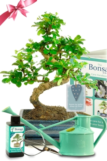 Flowering comprehensive Mothers day bonsai tree kit for sale with accessories - Good Mother's Day gifts!