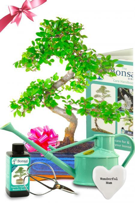 Elegant Twisty Chinese Elm Bonsai Kit - Mother's Day Gifts