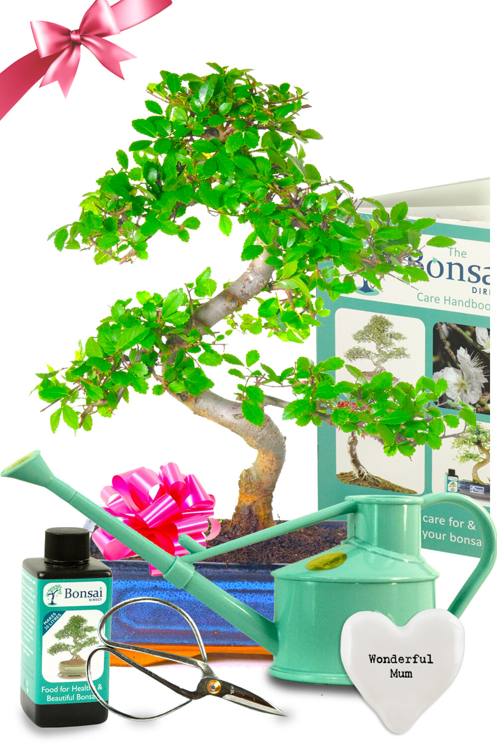 Elegant Twisty Chinese Elm Bonsai Kit - Mother's Day Gifts