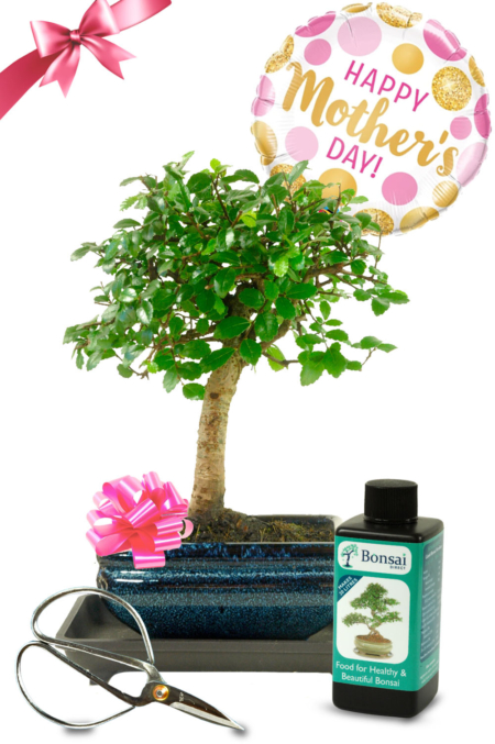 Mother's Day Beginners Chinese Elm Baby Bonsai Gift Set