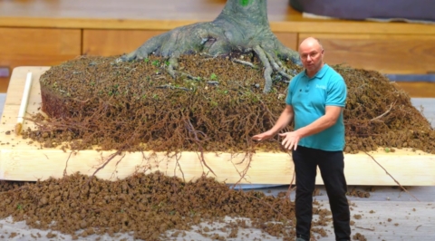 Lloyd shows us a close up of the fibrous roots whilst repotting bonsai trees