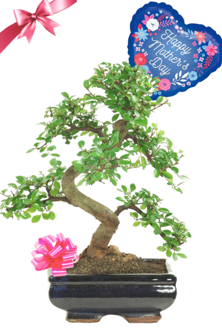 For Mum, with Love! Twisty Chinese Elm Beginners Bonsai Gift