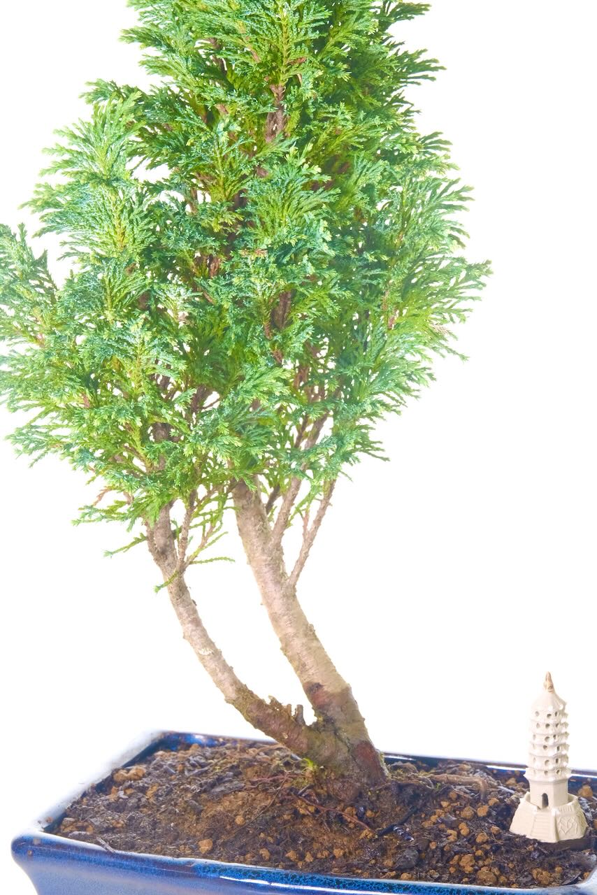 Split trunk with lush foliage