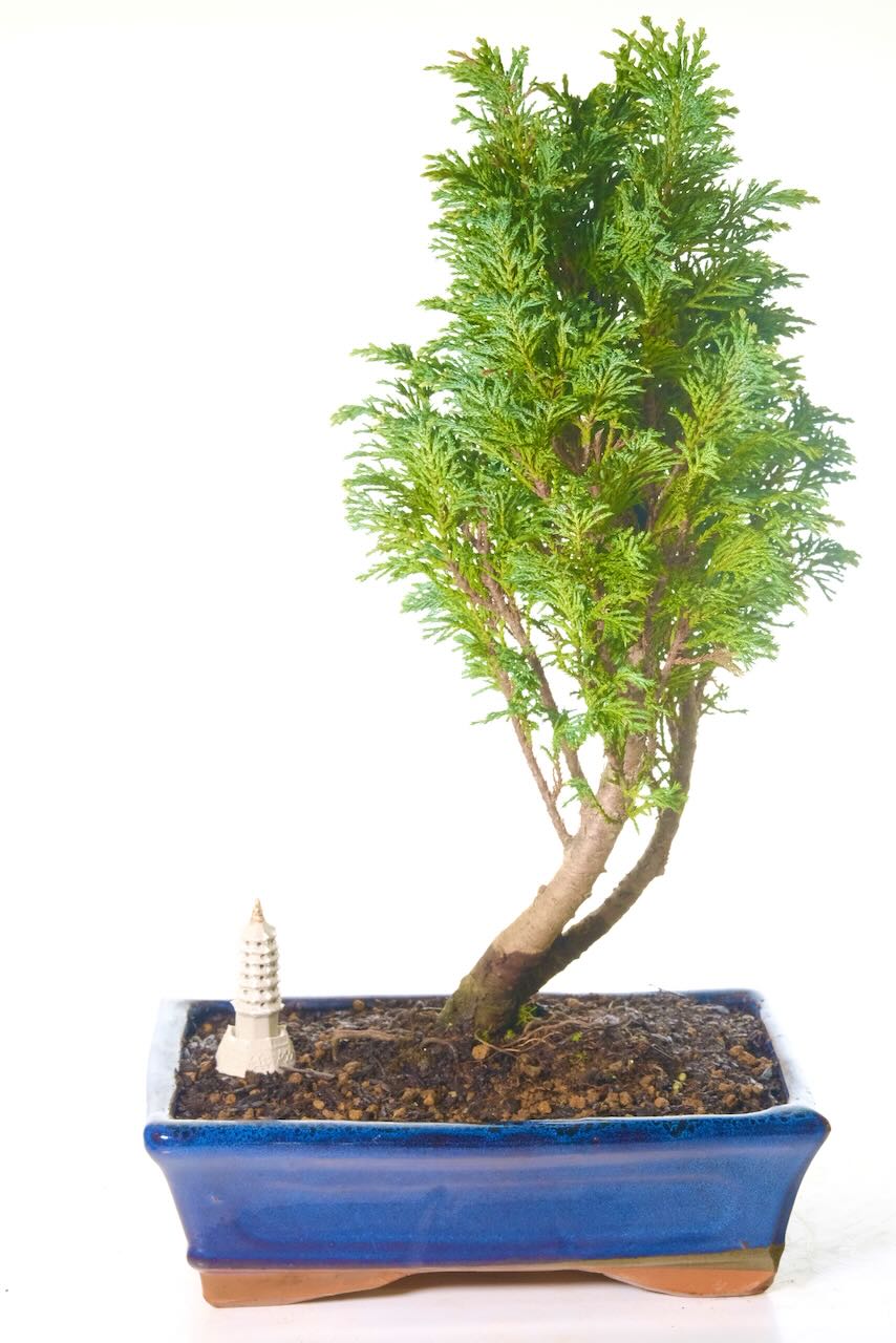 FREE delivery available to York, Launceston and Reading