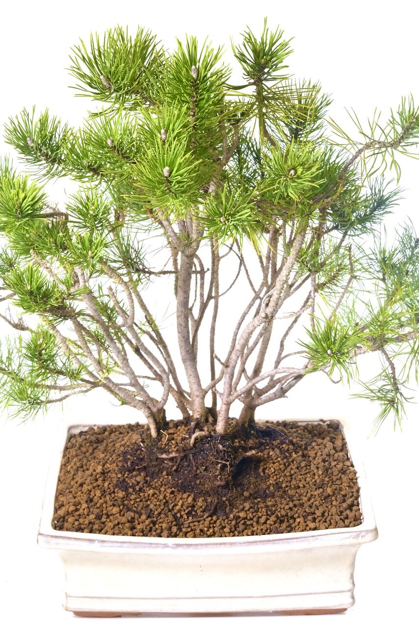 Phenomenal design with an array of characteristic trunks, exposed roots and vibrant needles