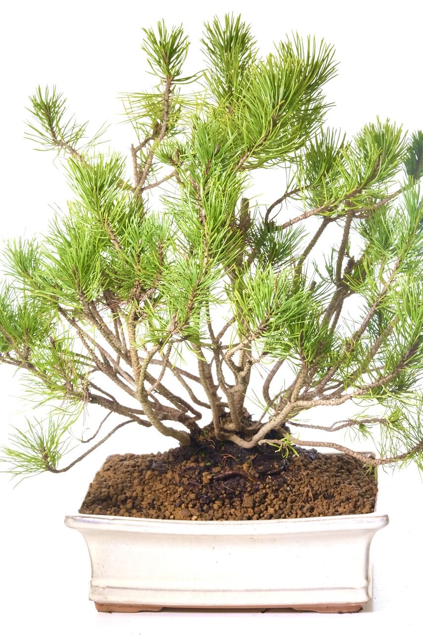 Absolutely outstanding Mugo Pine bonsai forest for sale UK