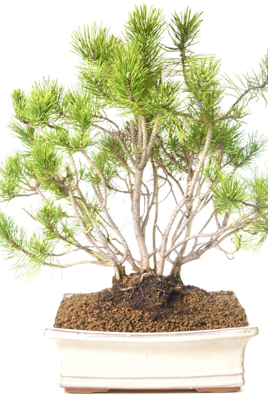 Free delivery is available across the UK as soon as the next working day!