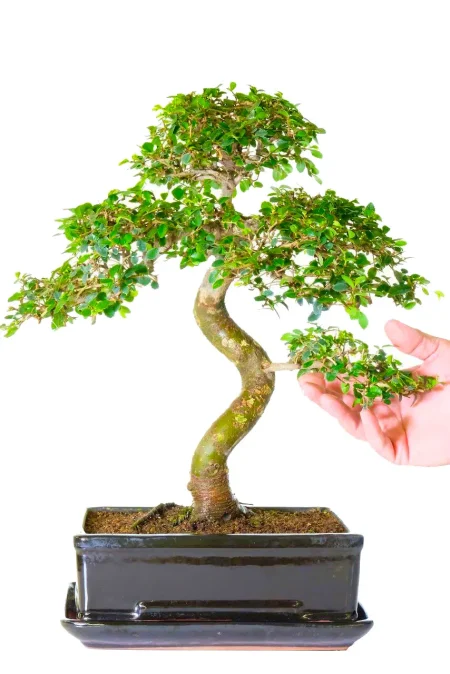 Large Bonsai Tree – 25-Year-Old Chinese Elm with Literati Styling