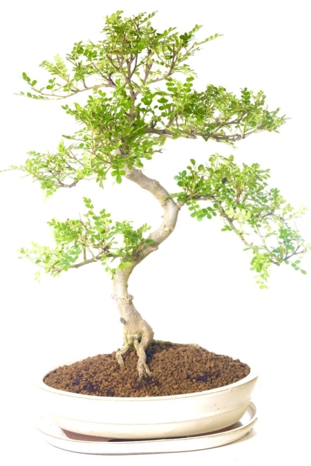 Captivating aromatic Pepper bonsai tree for sale UK