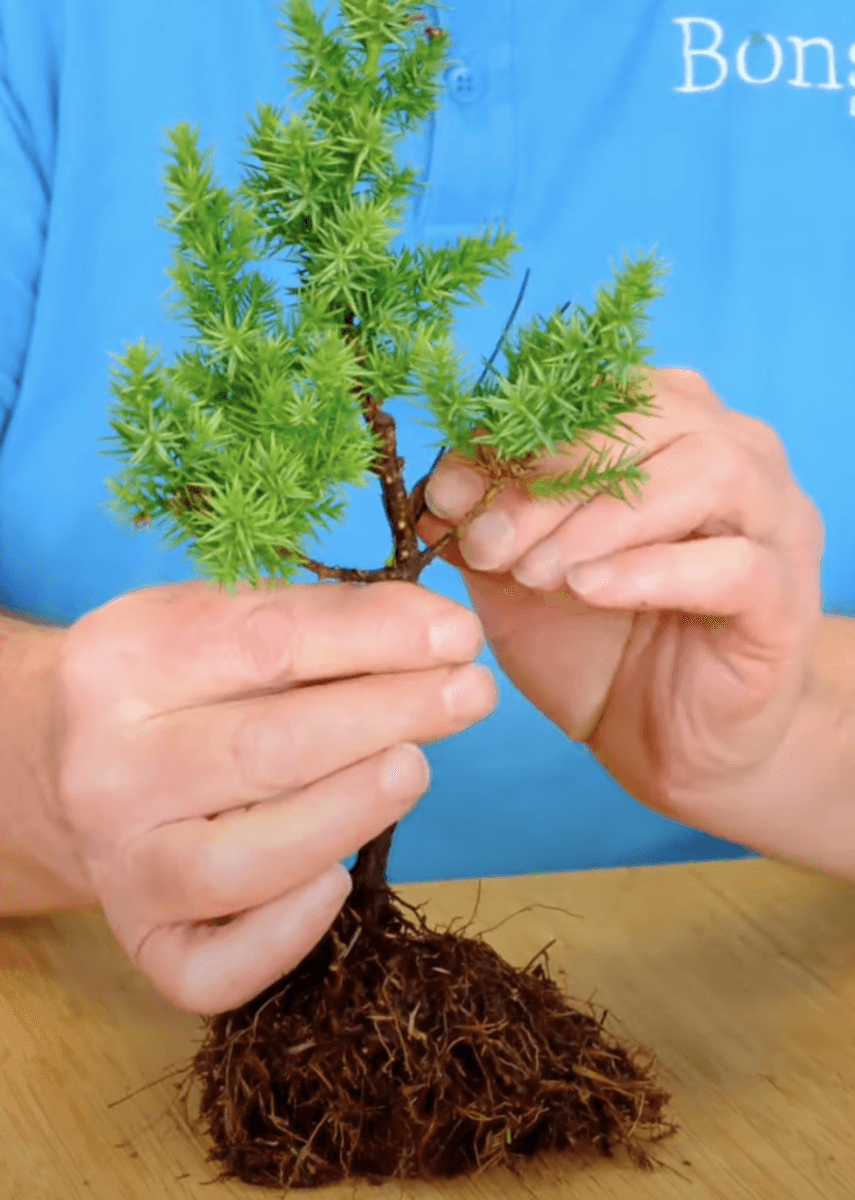 Wiring this Chinese Juniper Starter bonsai tree