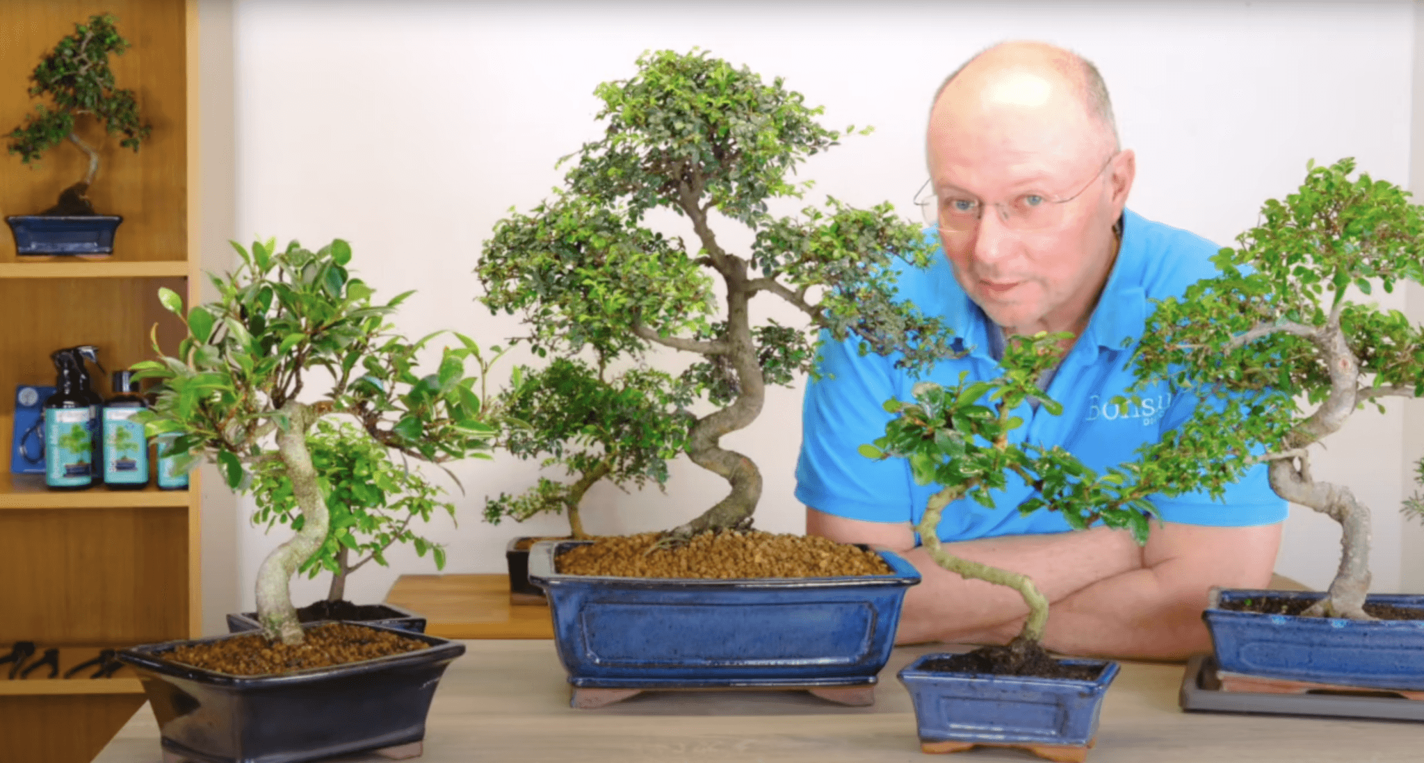 Indoor vs. Outdoor Bonsai: What's the REAL Difference?