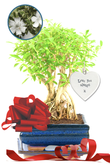 Flowering Tree of a Thousand Stars Valentine's Day bonsai tree for sale UK